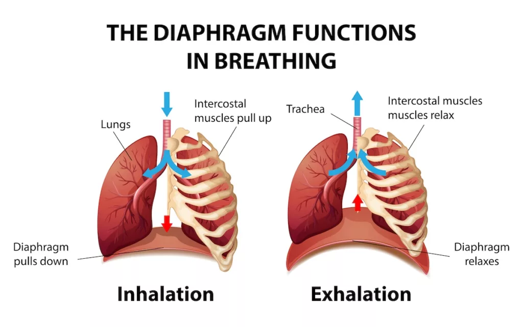 warm up and cool down for cricket diaphgram