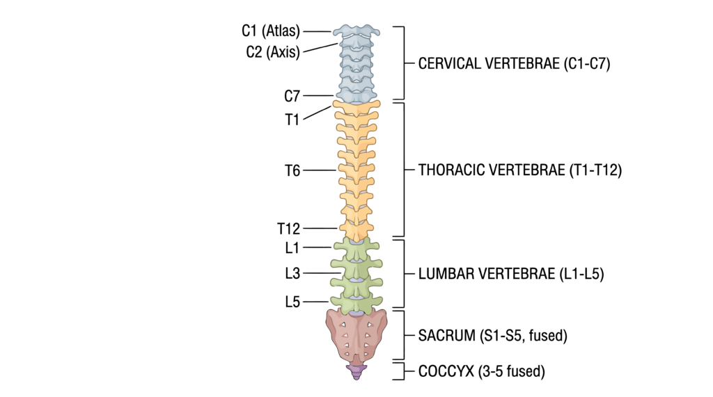 Anatomical illustration of the lumbar pars interarticularis, the bone segment that takes loading impact during fast bowling