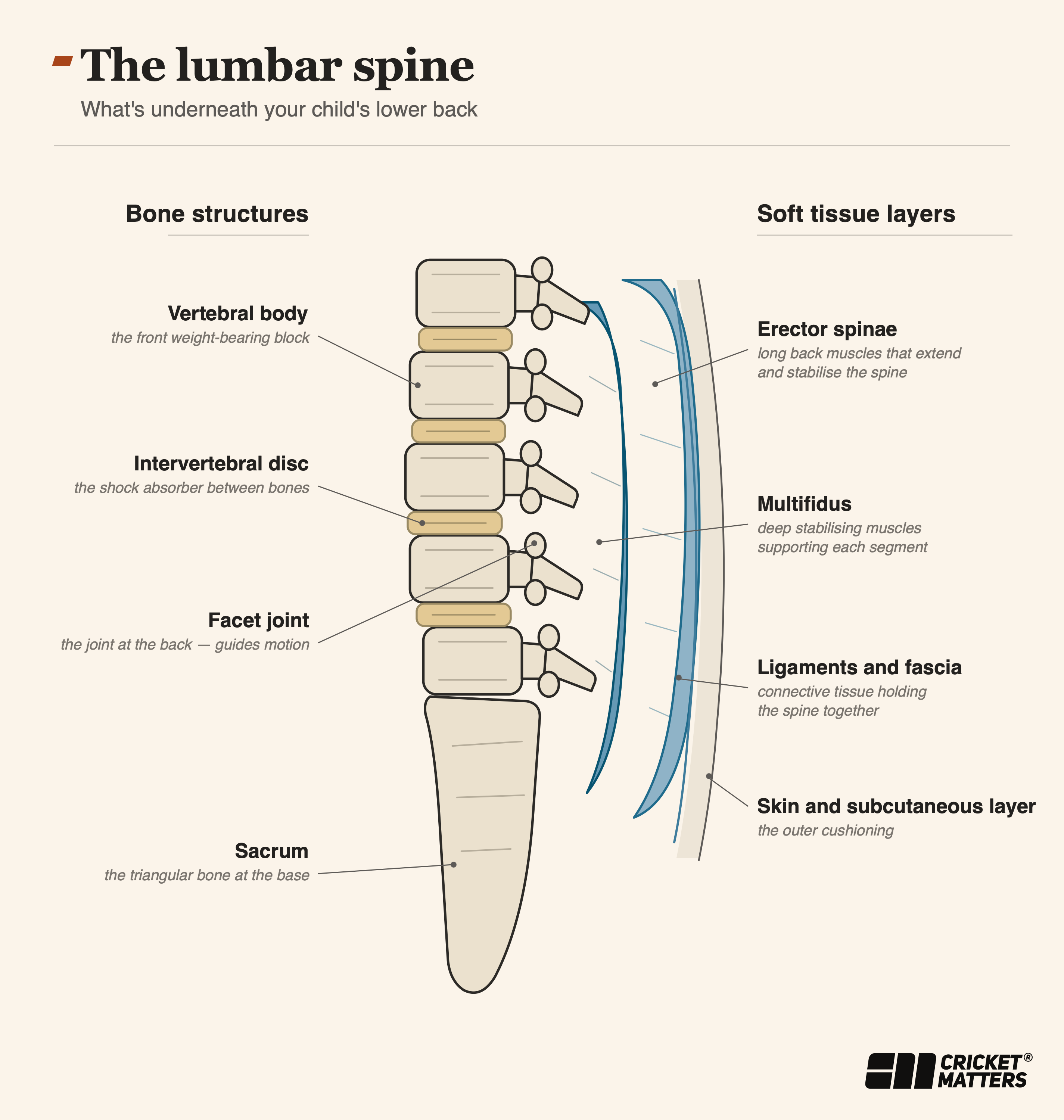 Lumbar Spine Junior Fast Bowlers